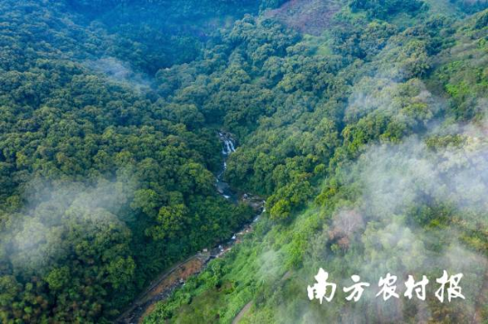 绿美广东图片1